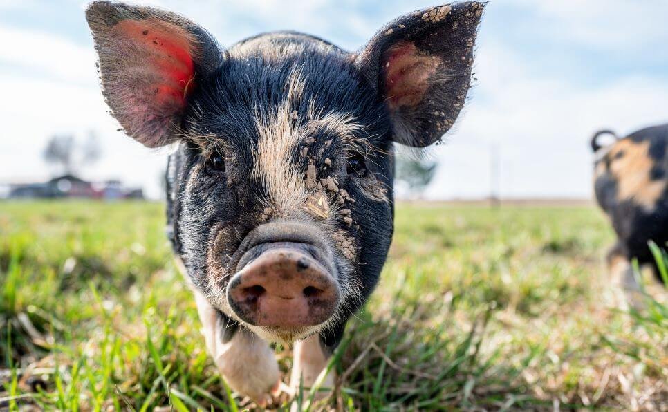 Santuarios de animales en España