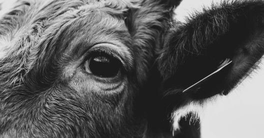 Detalle de la mirada de una vaca