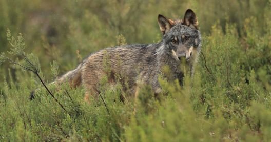 Fpndo para la protección del lobo ibérico
