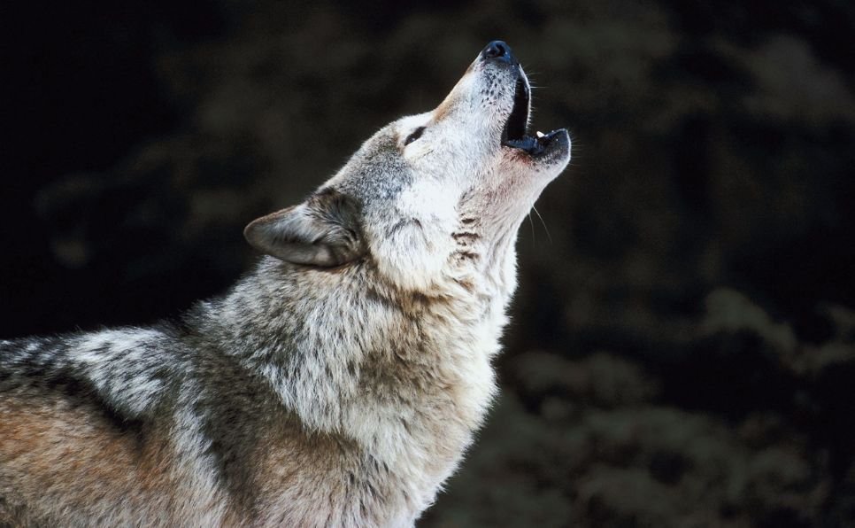 El lobo ibérico queda desprotegido en España