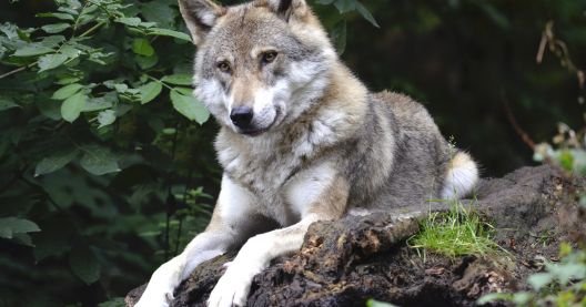 Foto de un lobo ibérico en libertad