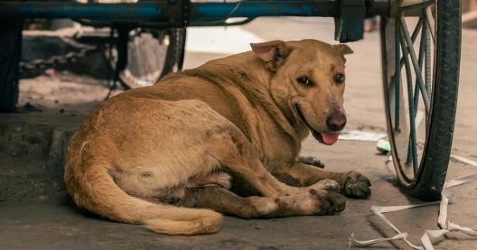 Millones de perros sacrificados en Marruecos por el mundial de fútbol