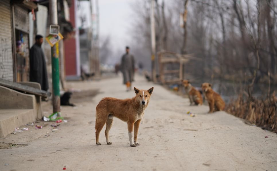 Marruecos quiere exterminar a los perros callejeros para lavar imagen