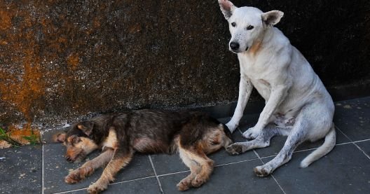 Riesgo de sacrificio para los perros callejeros de Marruecos por la celebración del Mundial 2030